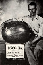 ANGURIA GIGANTE - BLACK